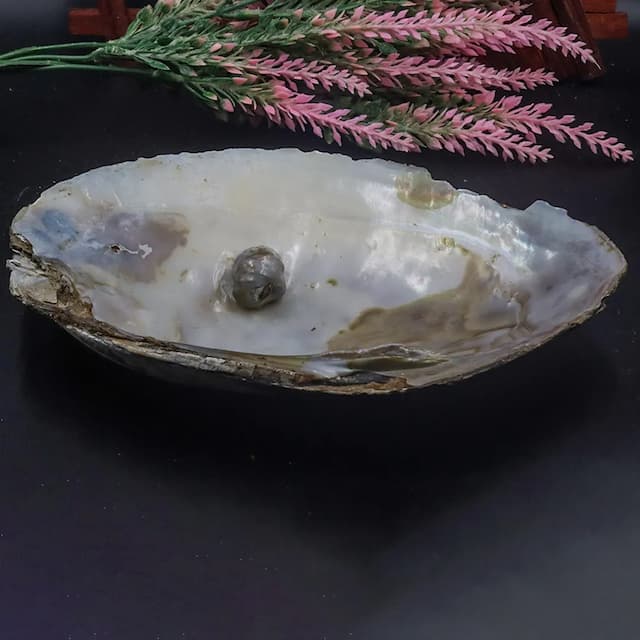 Pearl Shell Stone