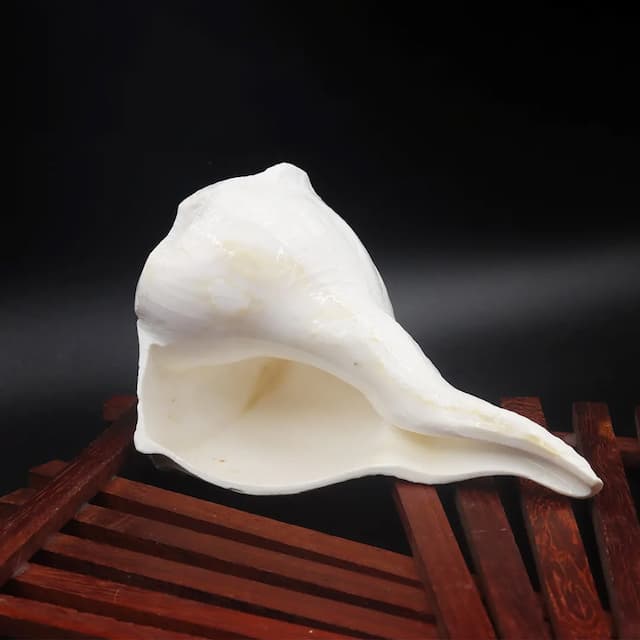 Vazhampuri Sangu – Medium (M)